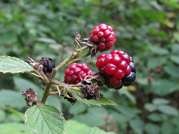 Rubus gratus
