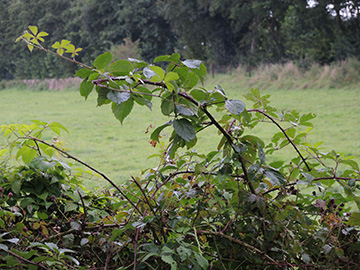 Rubus gratus