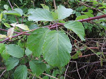 Rubus gratus