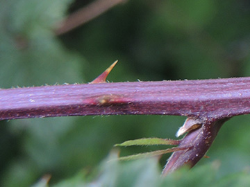 Rubus gratus