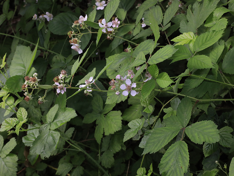 Rubus gratus