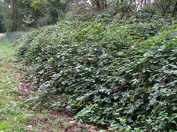 Rubus gratus