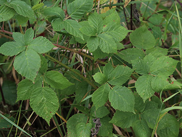 Rubus hadracanthos