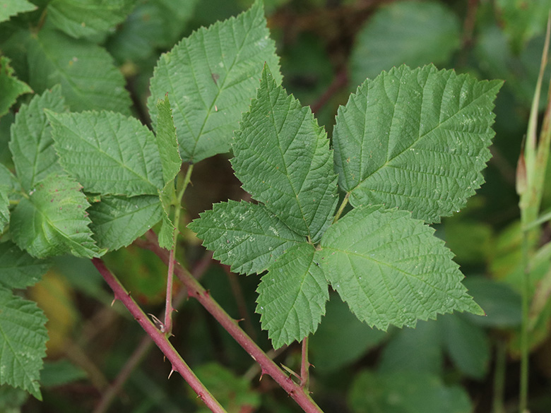 Rubus hadracanthos