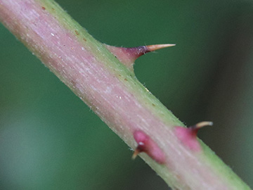 Rubus hadracanthos