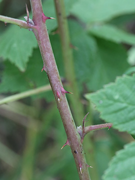 Rubus hadracanthos
