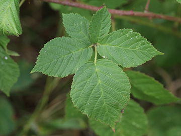 Rubus hadracanthos