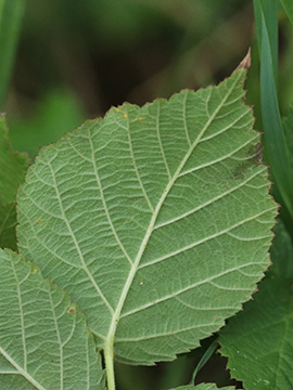 Rubus hadracanthos