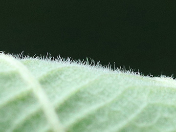 Rubus hadracanthos
