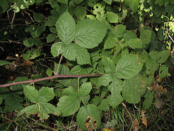 Rubus hadracanthos