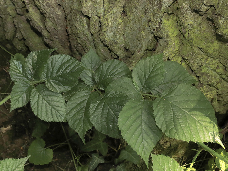 Rubus helgae
