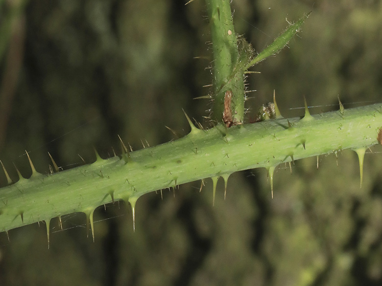 Rubus helgae