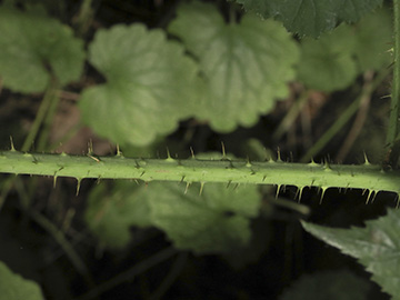 Rubus helgae
