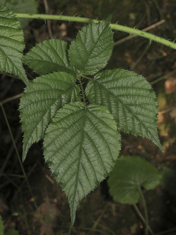 Rubus helgae