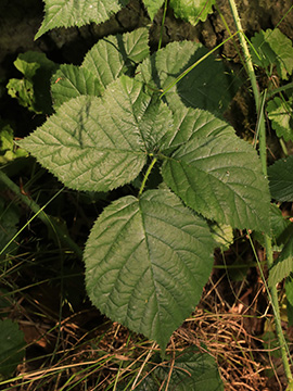 Rubus helgae