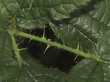 Rubus helgae