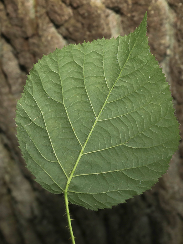 Rubus helgae