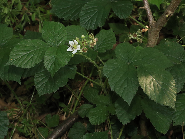 Rubus helgae