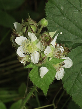 Rubus helgae
