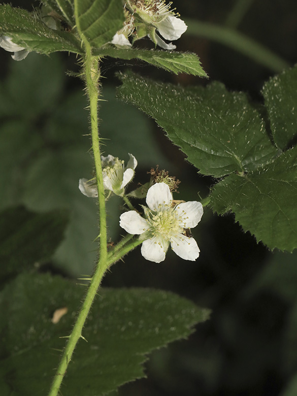 Rubus helgae