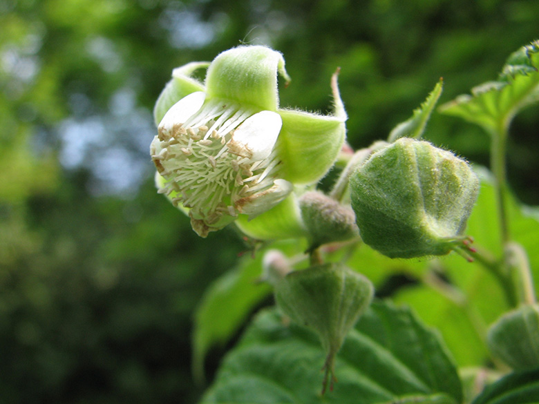 Rubus idaeus