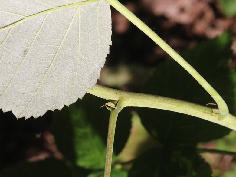 Rubus idaeus