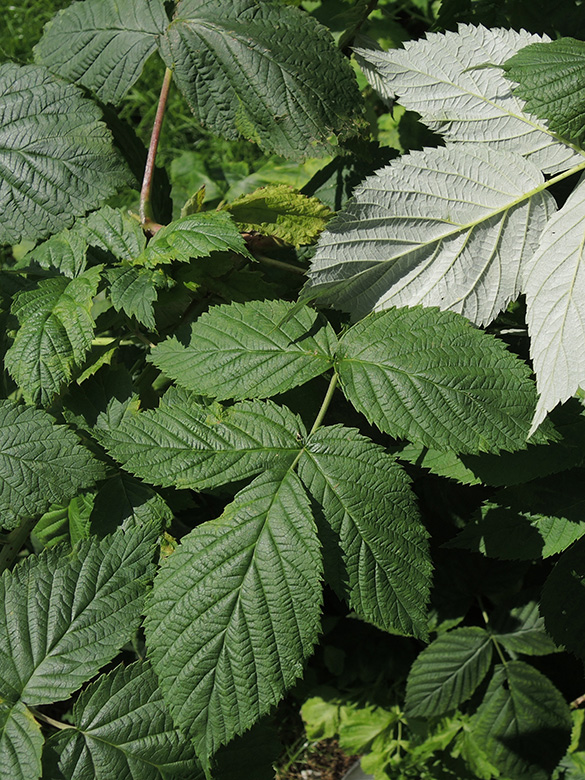 Rubus idaeus