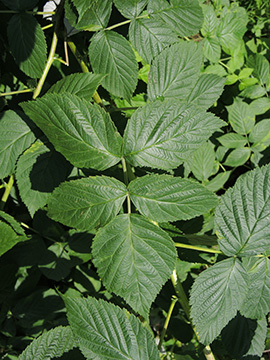 Rubus idaeus