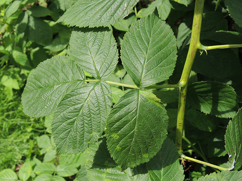 Rubus idaeus