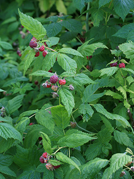 Rubus idaeus
