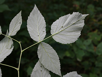 Rubus idaeus