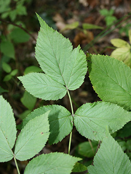 Rubus idaeus