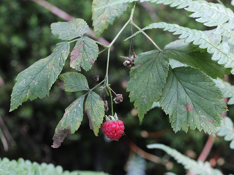 Rubus idaeus