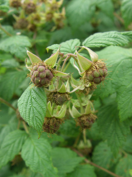 Rubus idaeus