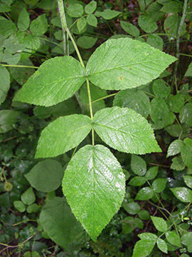 Rubus idaeus