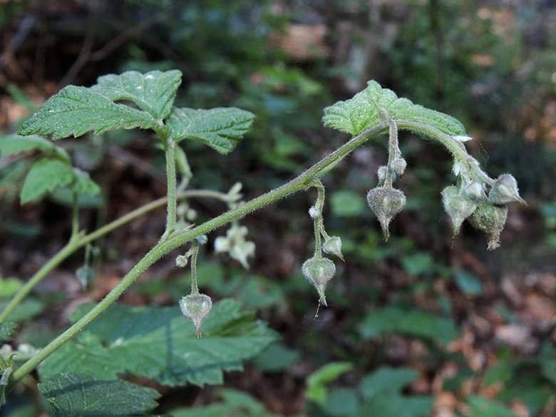 Rubus idaeus