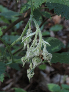 Rubus idaeus
