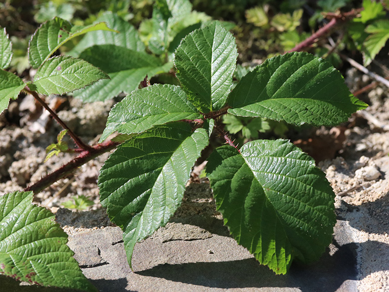 Rubus ignoratus