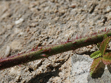 Rubus ignoratus