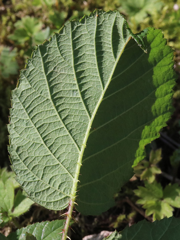 Rubus ignoratus