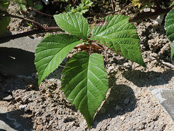Rubus ignoratus