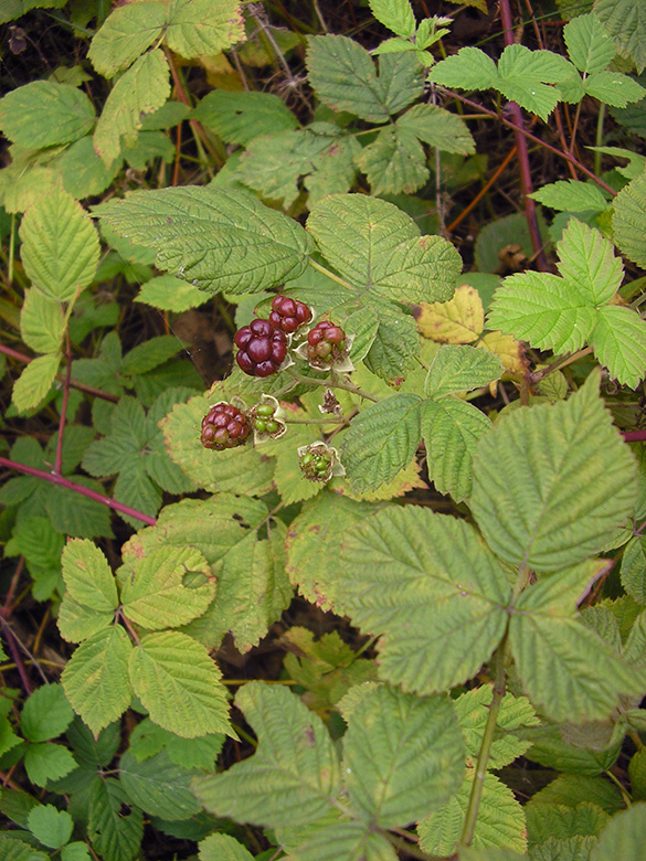 Rubus incisior