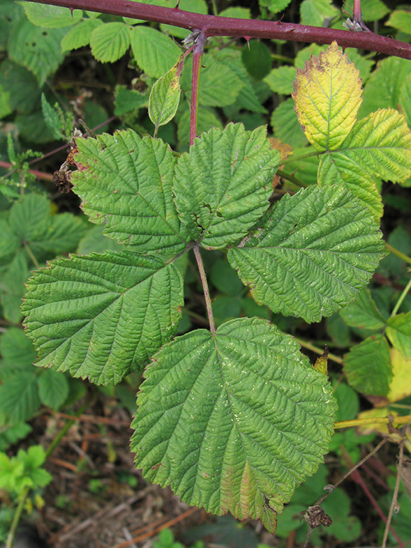 Rubus incisior