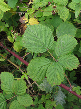 Rubus incisior