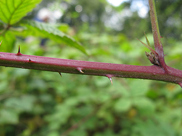 Rubus incisior