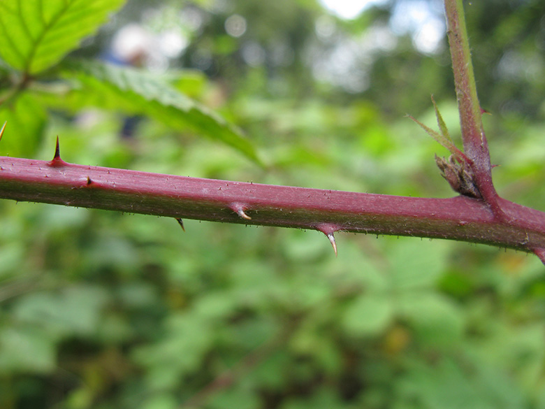 Rubus incisior