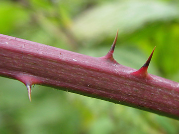 Rubus incisior