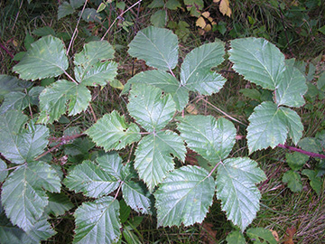 Rubus keilianus