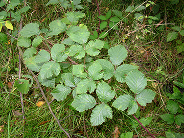 Rubus keilianus