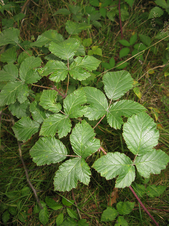 Rubus keilianus